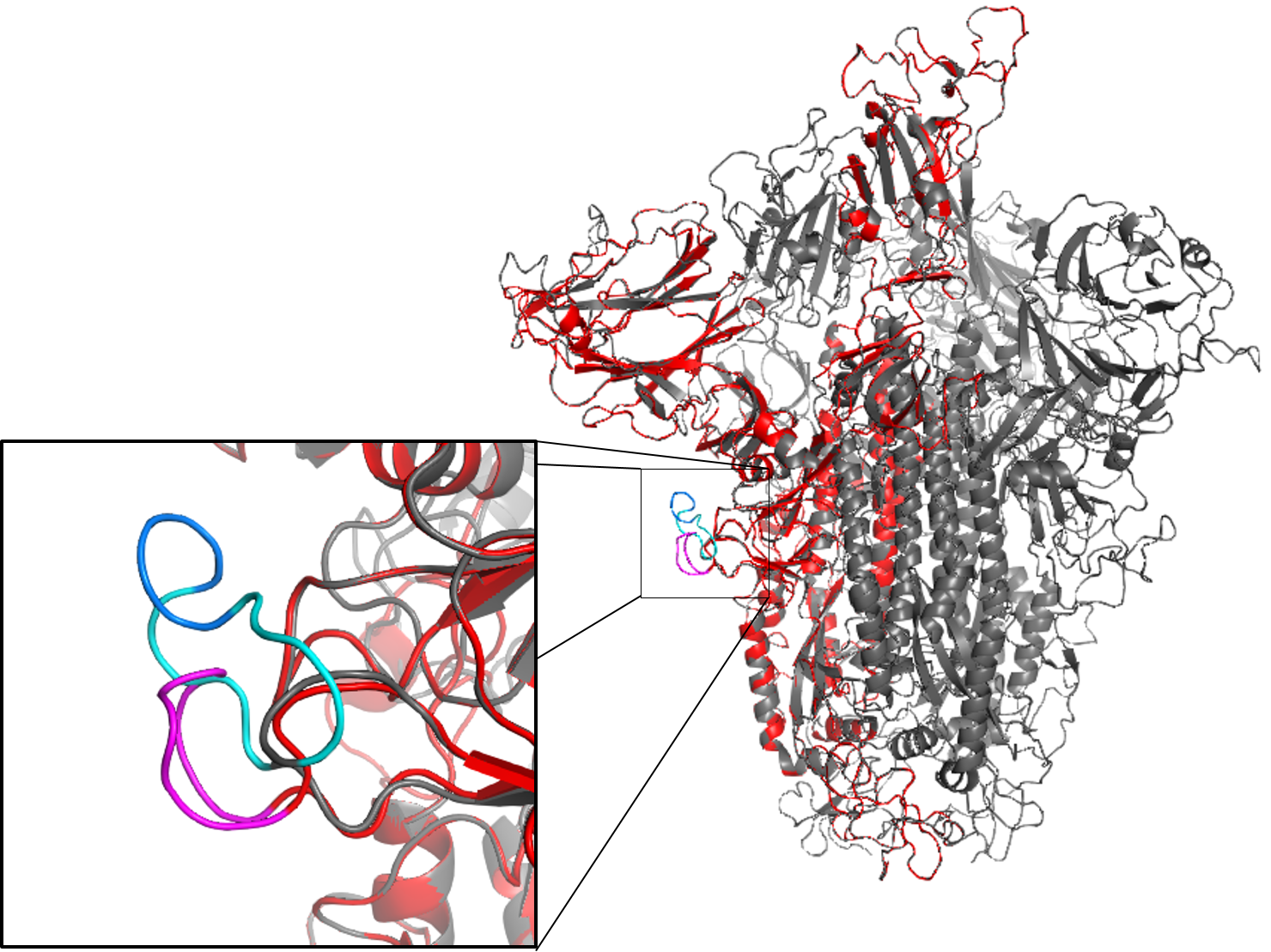 Structural model of SARS-CoV2 spike protein trimer (grey) overlaid with a homology model of a deletion mutant monomer (red) in the loop region. 